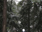 snow-trees