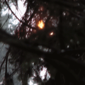 tree-fire
