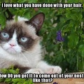 cat-nostril-hair
