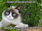 cat-nostril-hair