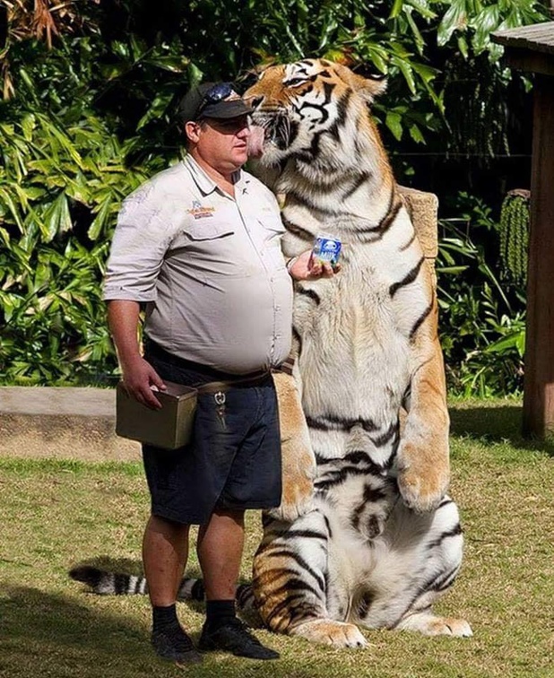 bigkitty