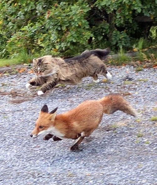 cat-fox.jpg