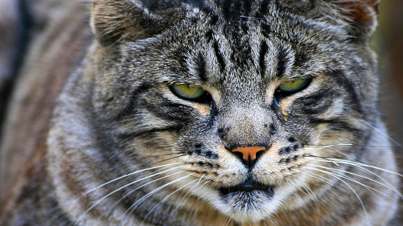 cat.png