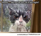cat-out
