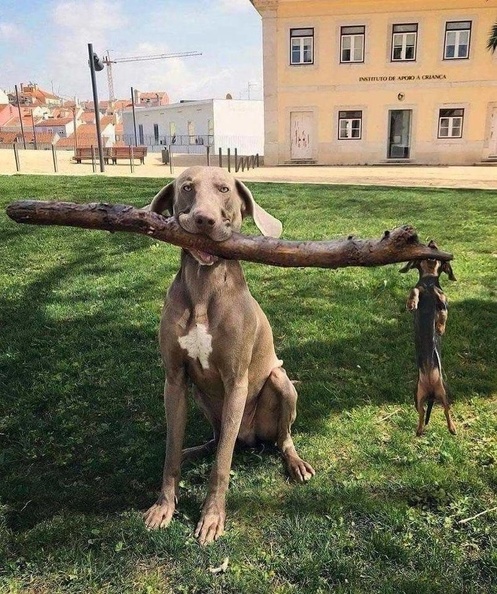 fetch.jpg