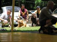Four-legged spectators at tournament