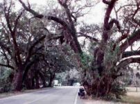 [Eulonia, GA
big tree]