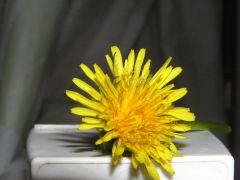 dandelion under visible light