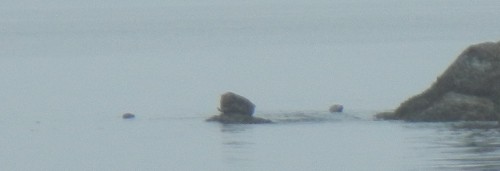 Seals