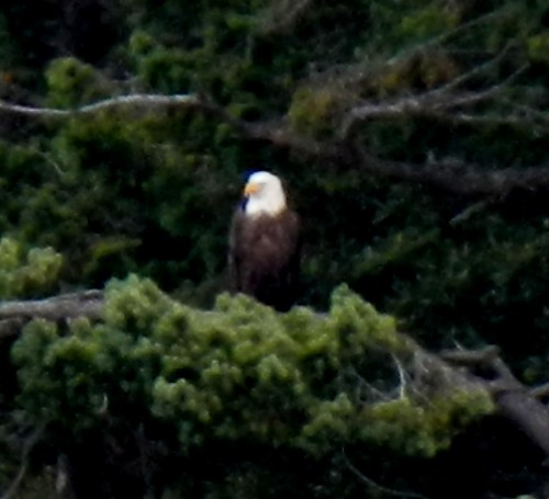 Bald Eagle