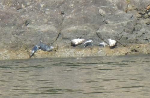 Hauled out seals