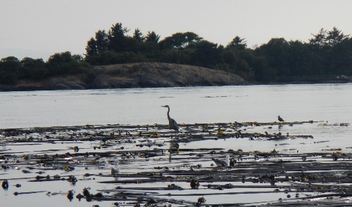 Heron - again