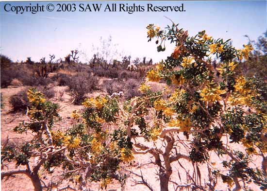 flowering