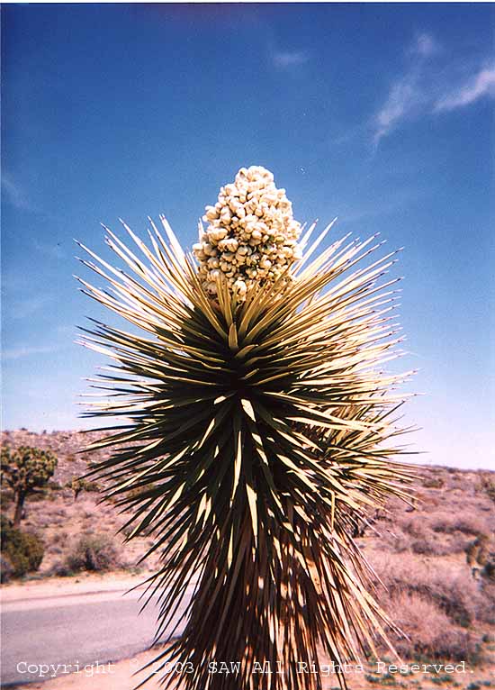 bloom