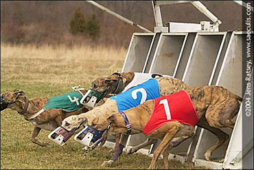 Greyhounds racing