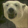 polar bear
