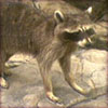 raccoon