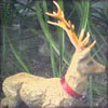 reindeer