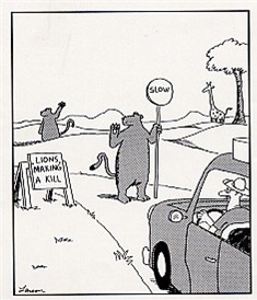 The Far Side: Lions making a kill