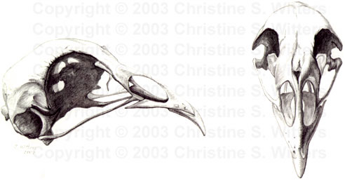 chicken skull