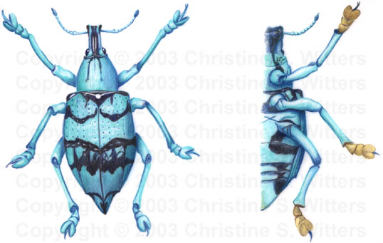 eupholus boll weevil beetle