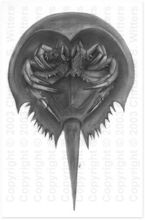 horseshoe crab