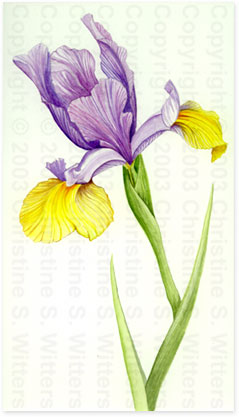 iris