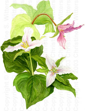 trillium